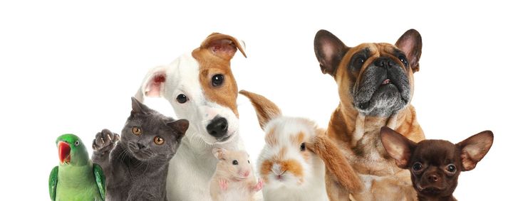 Un groupe d'animaux de compagnie