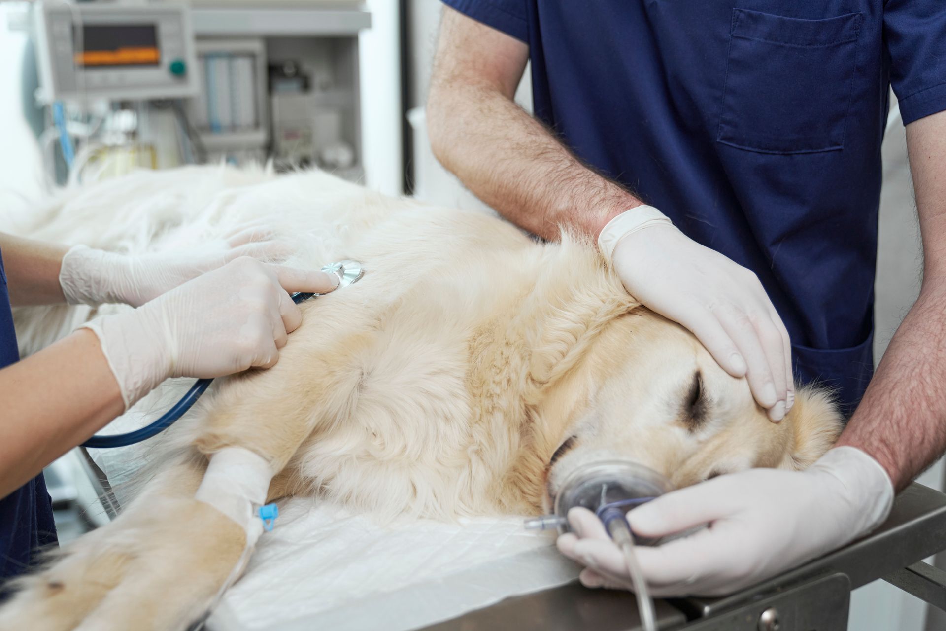 Un chien avec un masque sur une table d'opération