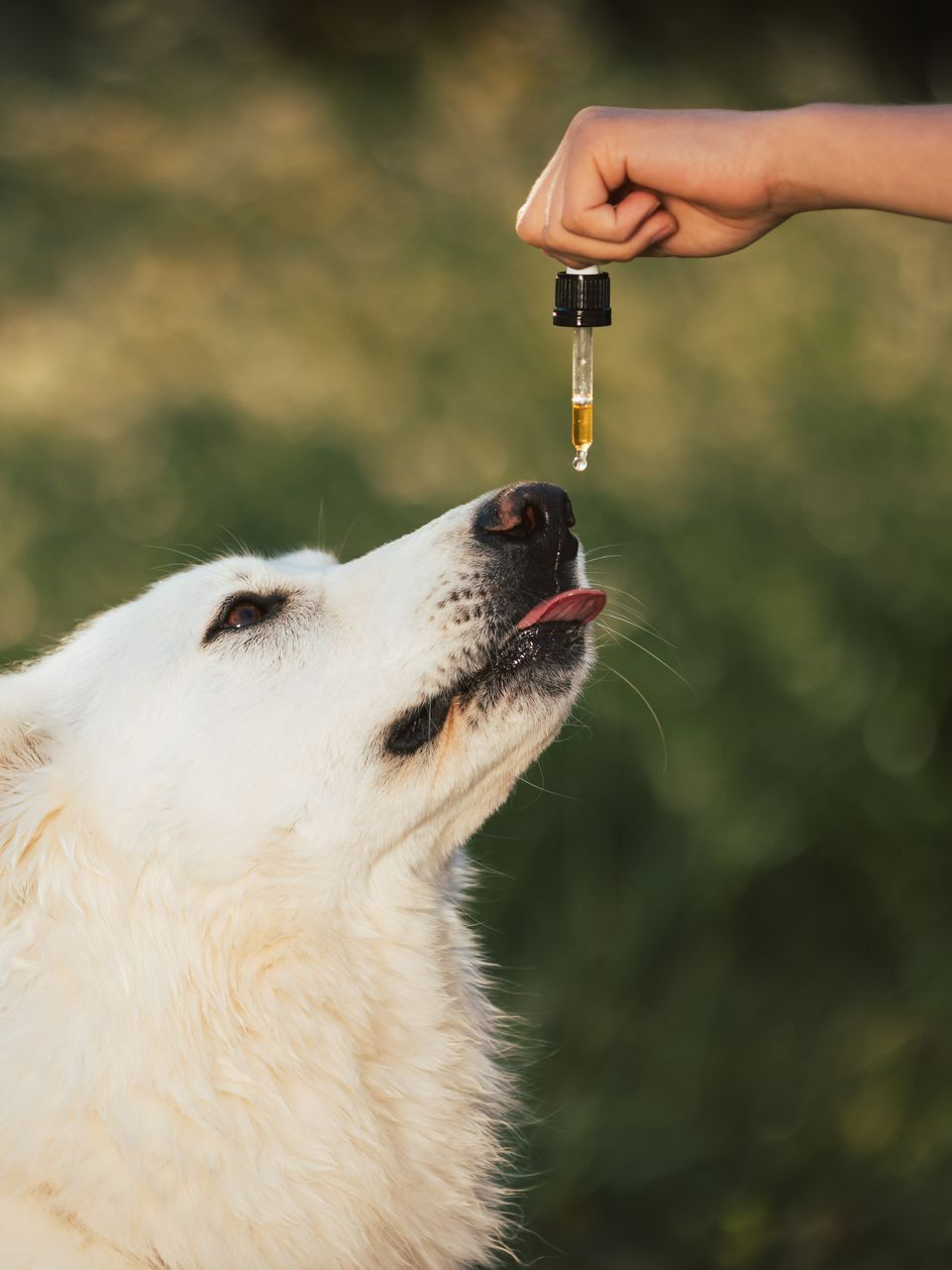 Un chien recevant un traitement 