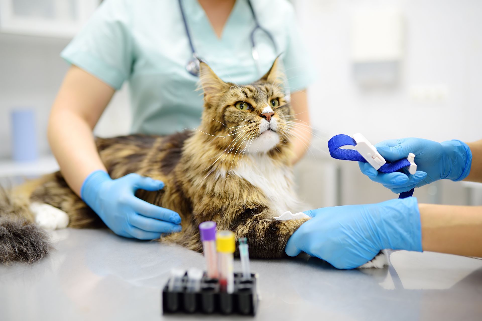 Un chat sur une table d'examen