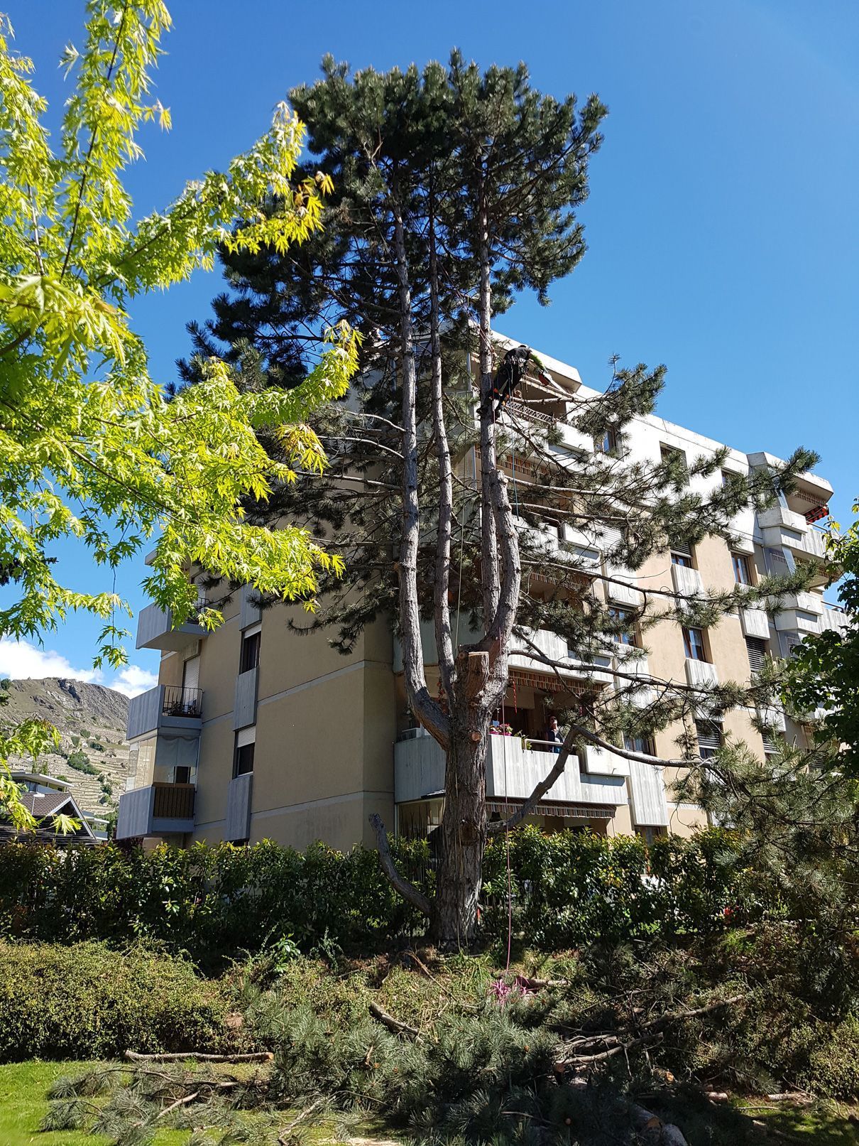 Taille d'un pin à la nacelle - Cédric Devènes - Riddes
