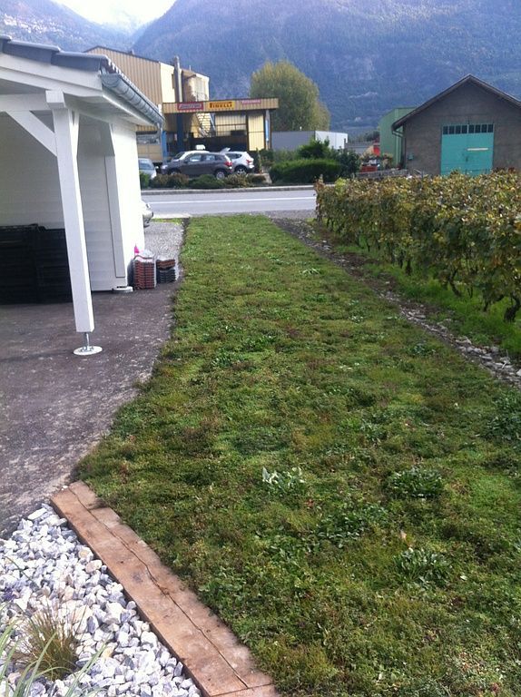 Vivaces pré-cultivée Devènes Cédric Paysagiste