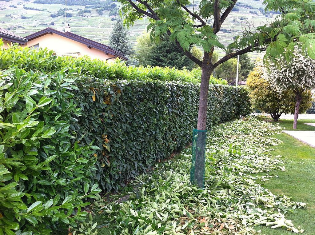 Taille de Haie Cédric Devènes Paysagiste
