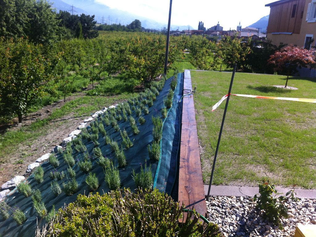 Plantation de lavandes - Cédric Devènes - Riddes