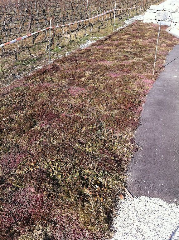 paysagiste-creation-jardin