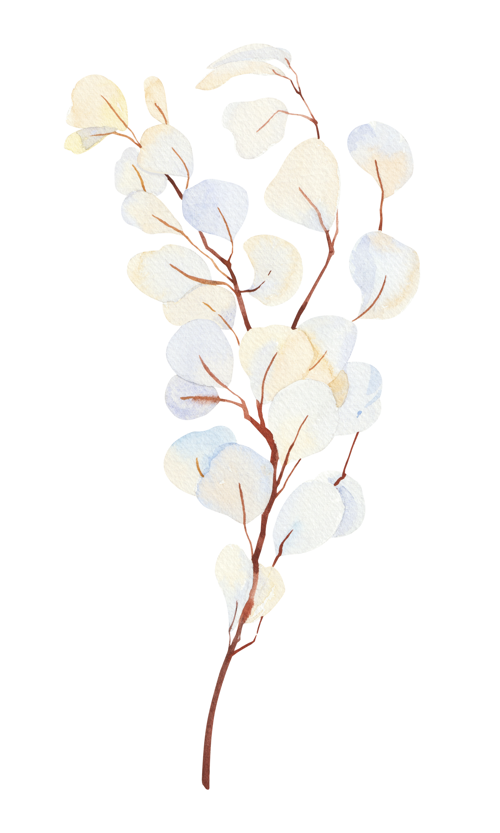 Branche avec des fleurs séchées blanches.