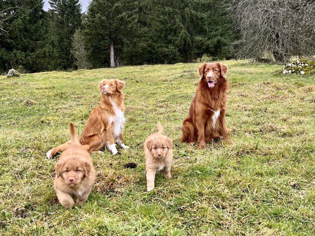 lakesidetollers