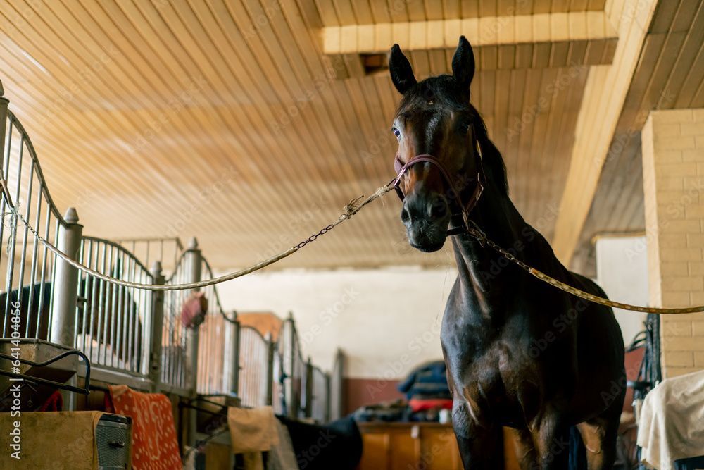 Cheval noir dans une écurie, attaché par une corde. Murs en bois, stalle voûtée.