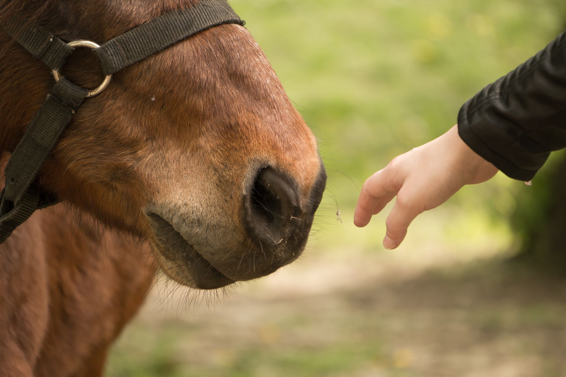 Personne menant un cheval fauve dans un manège de sable, vue à travers une clôture en bois.