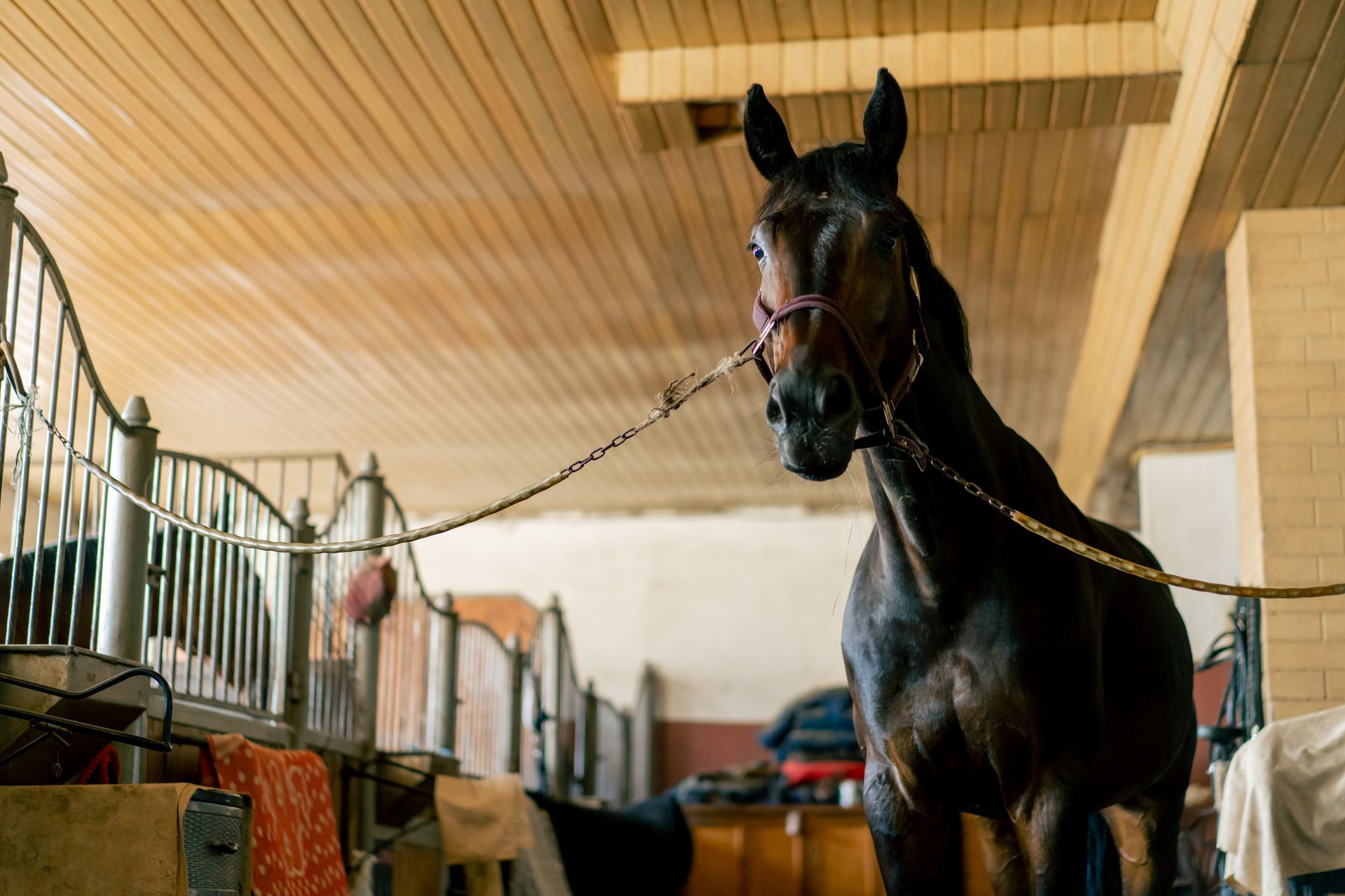 Cheval noir dans une écurie, attaché par une corde. Murs en bois, stalle voûtée.