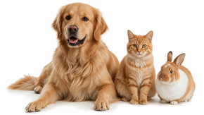 Animaux de compagnie