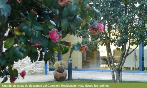 Un árbol con flores rosas frente a un edificio.