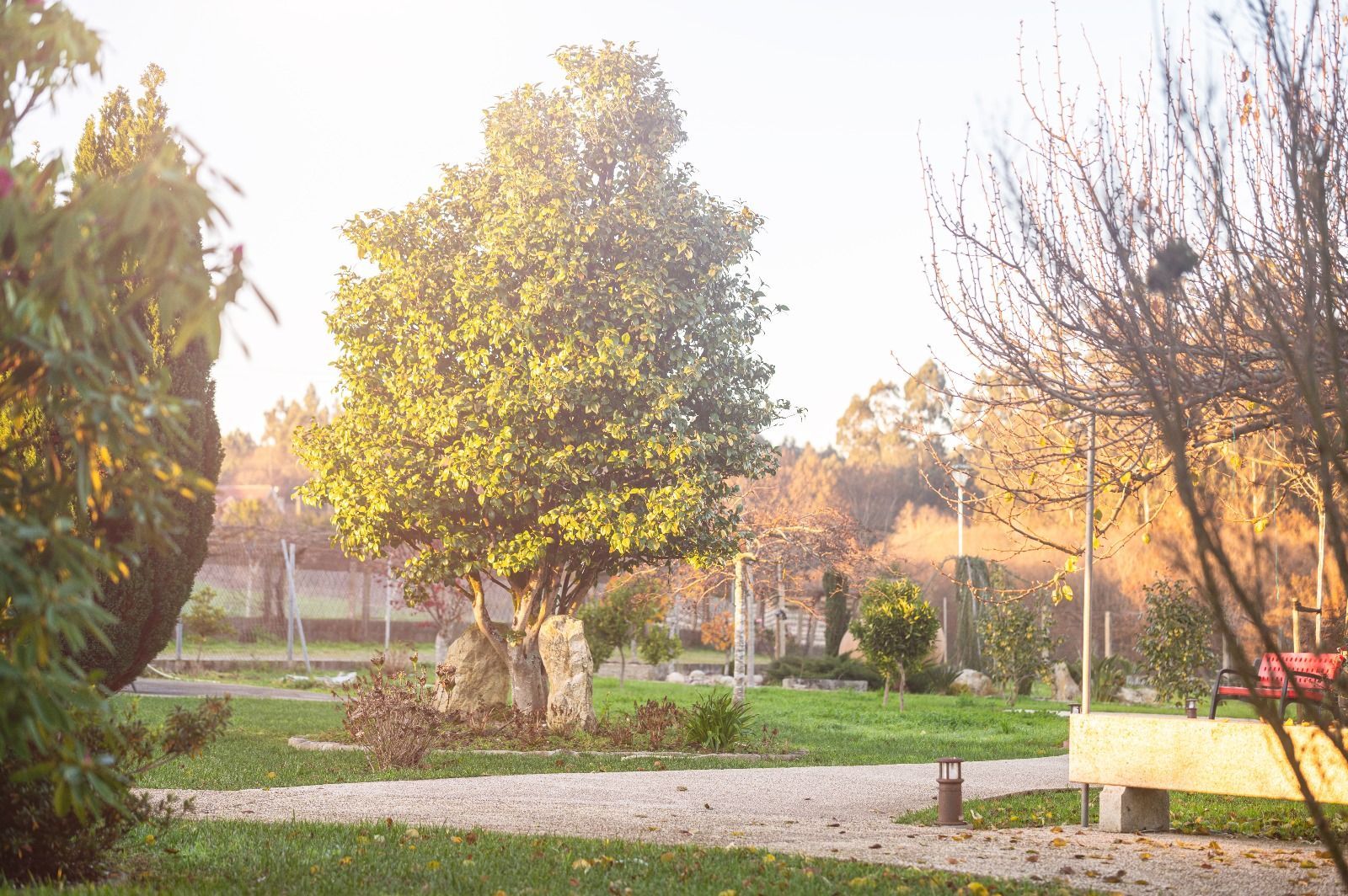Un parque con árboles y un banco en primer plano.