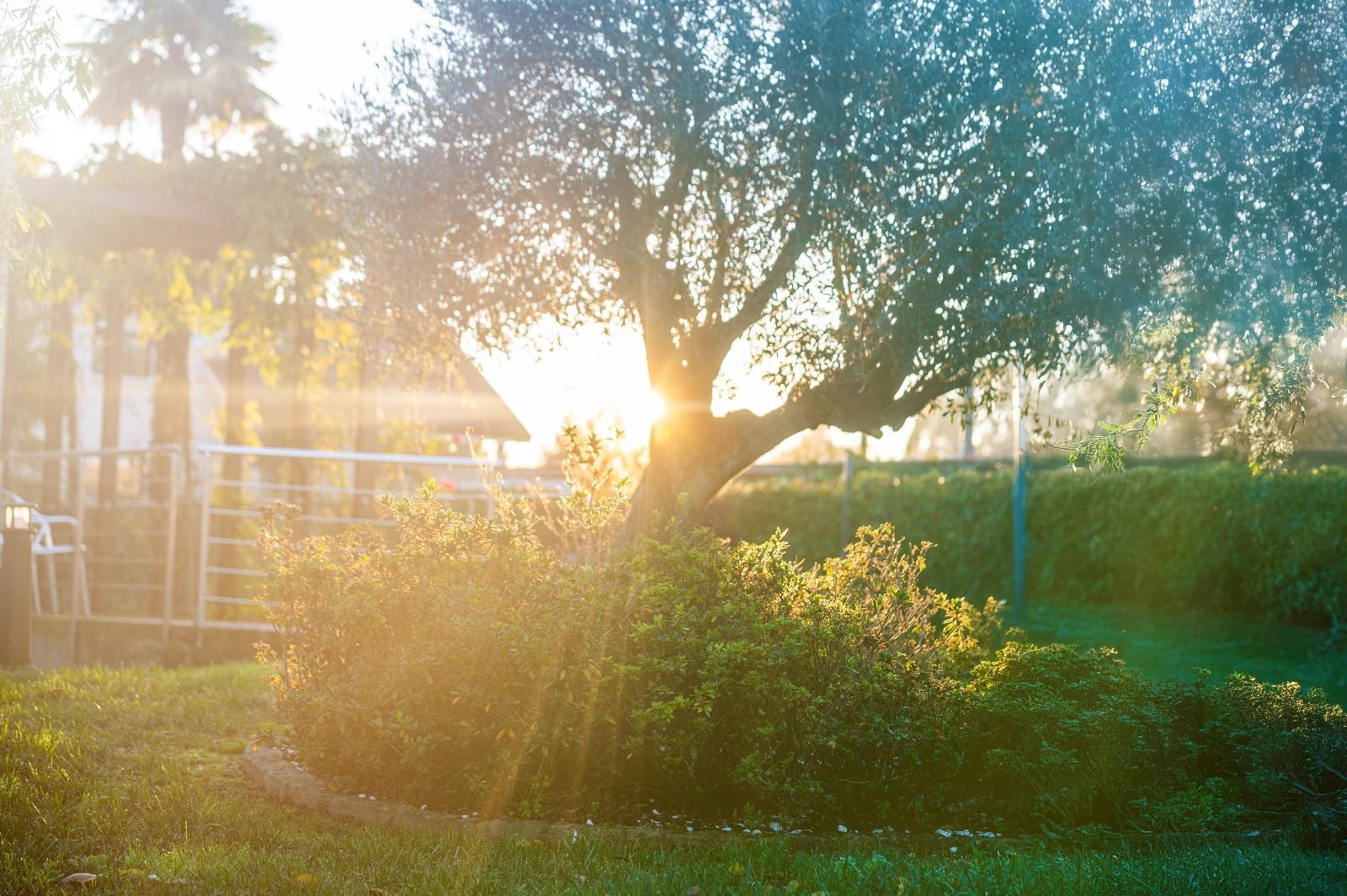 El sol brilla a través de los árboles del parque.