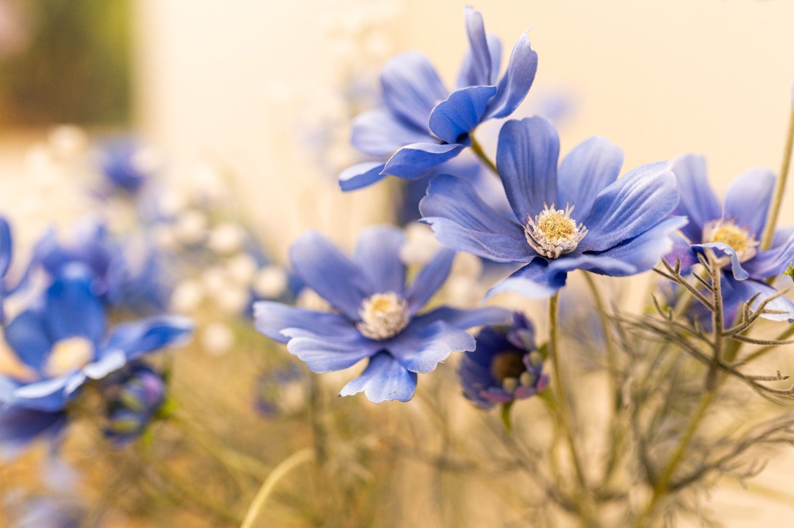 Un ramo de flores azules con un centro amarillo crecen en un campo.