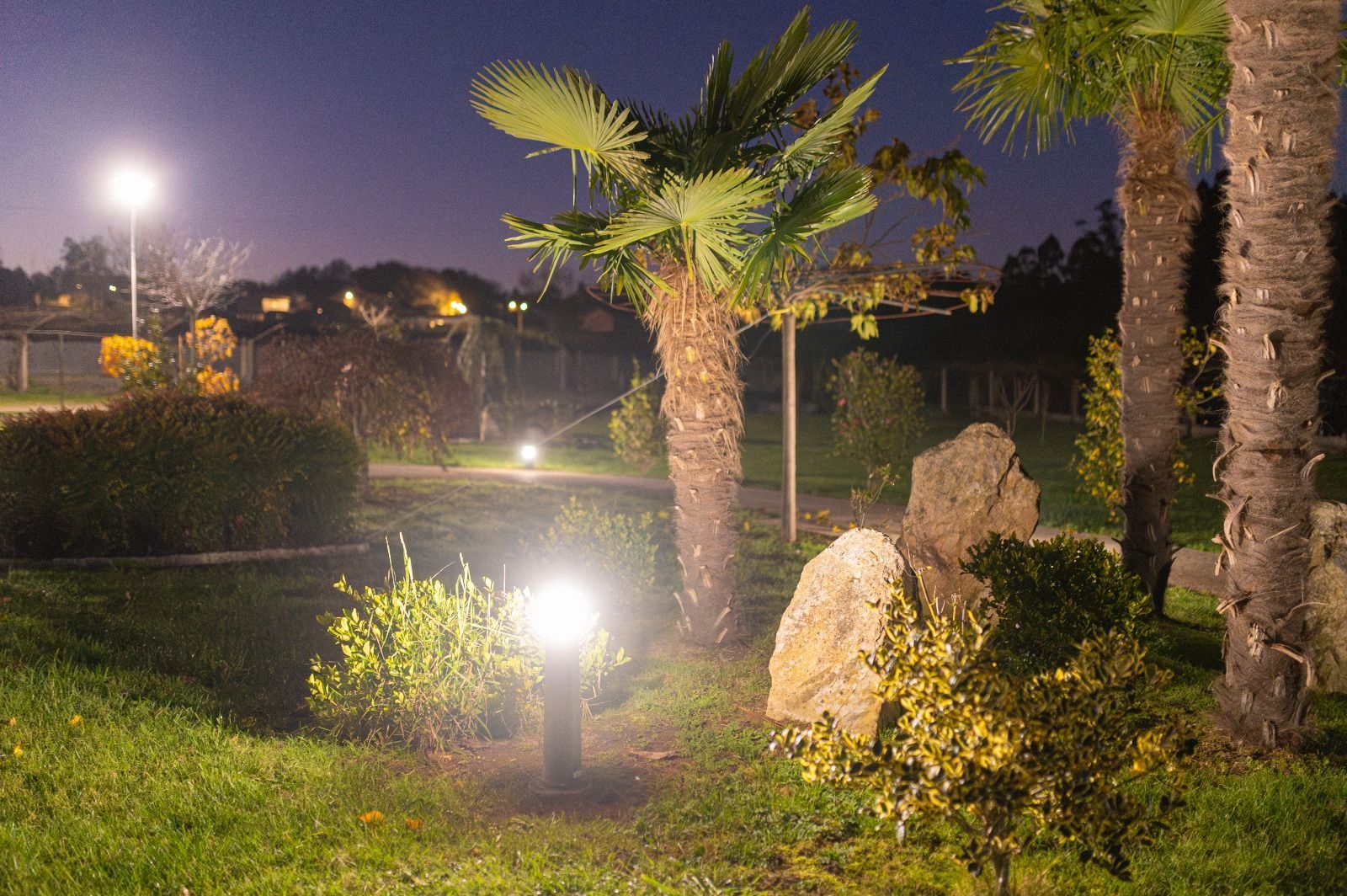 Una palmera se ilumina por la noche en un parque.