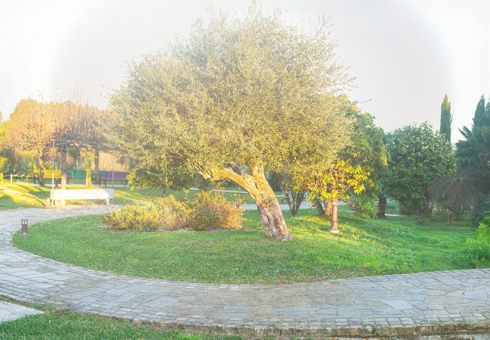 Hay un árbol grande en el medio del parque.