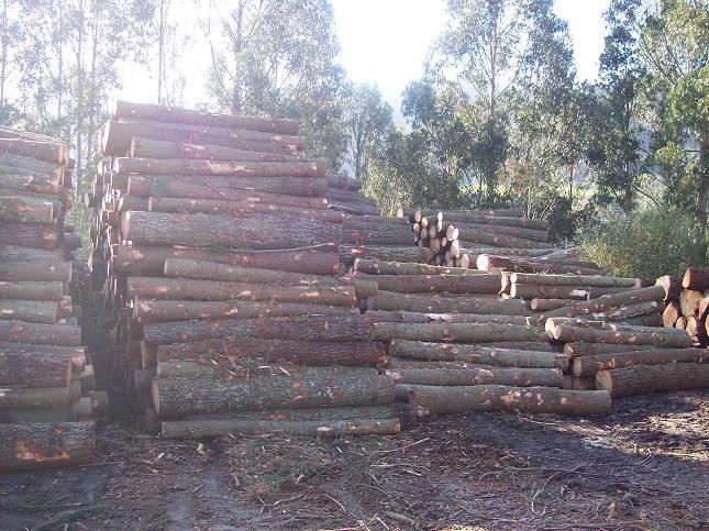 Una pila de madera se apila una encima de otra en un almacén.