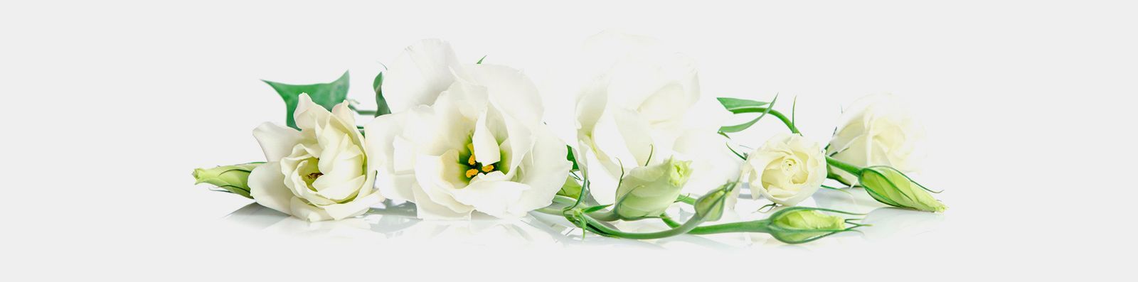 Un ramo de flores blancas con hojas verdes sobre un fondo blanco.