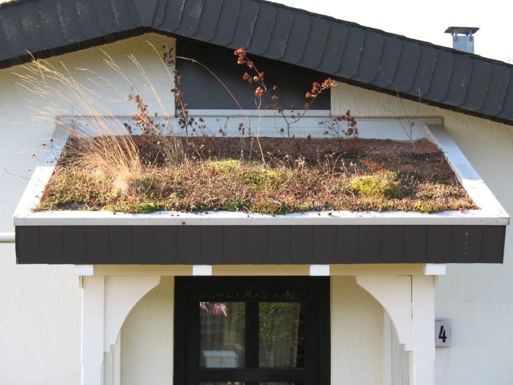 Begrüntes Flachdach mit Pflanzen auf einem modernen Wohnhaus