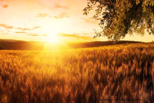 Weizenfeld in Abenddämmerung