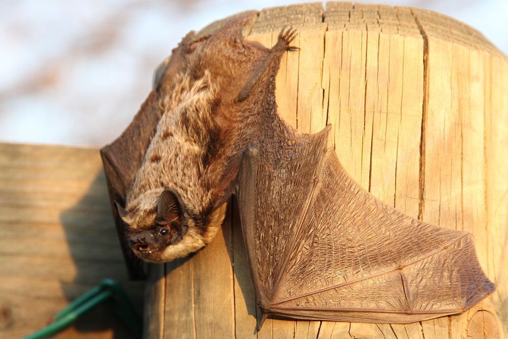 Développement de parcs éoliens
