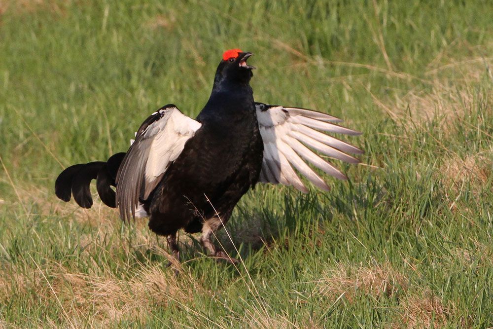 Suivi des populations de Tétras-lyre

