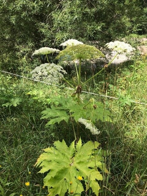 Romande Energie – Exploitation hydroélectrique des Farette (Ormont-Dessus) - Suivi plantes invasives
