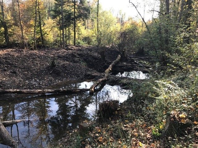 Direction générale de la mobilité et des routes, Etat de Vaud – nouvelle route RC177 Revitalisation d’un bras-mort de la Venoge comme mesure de compensation écologique
