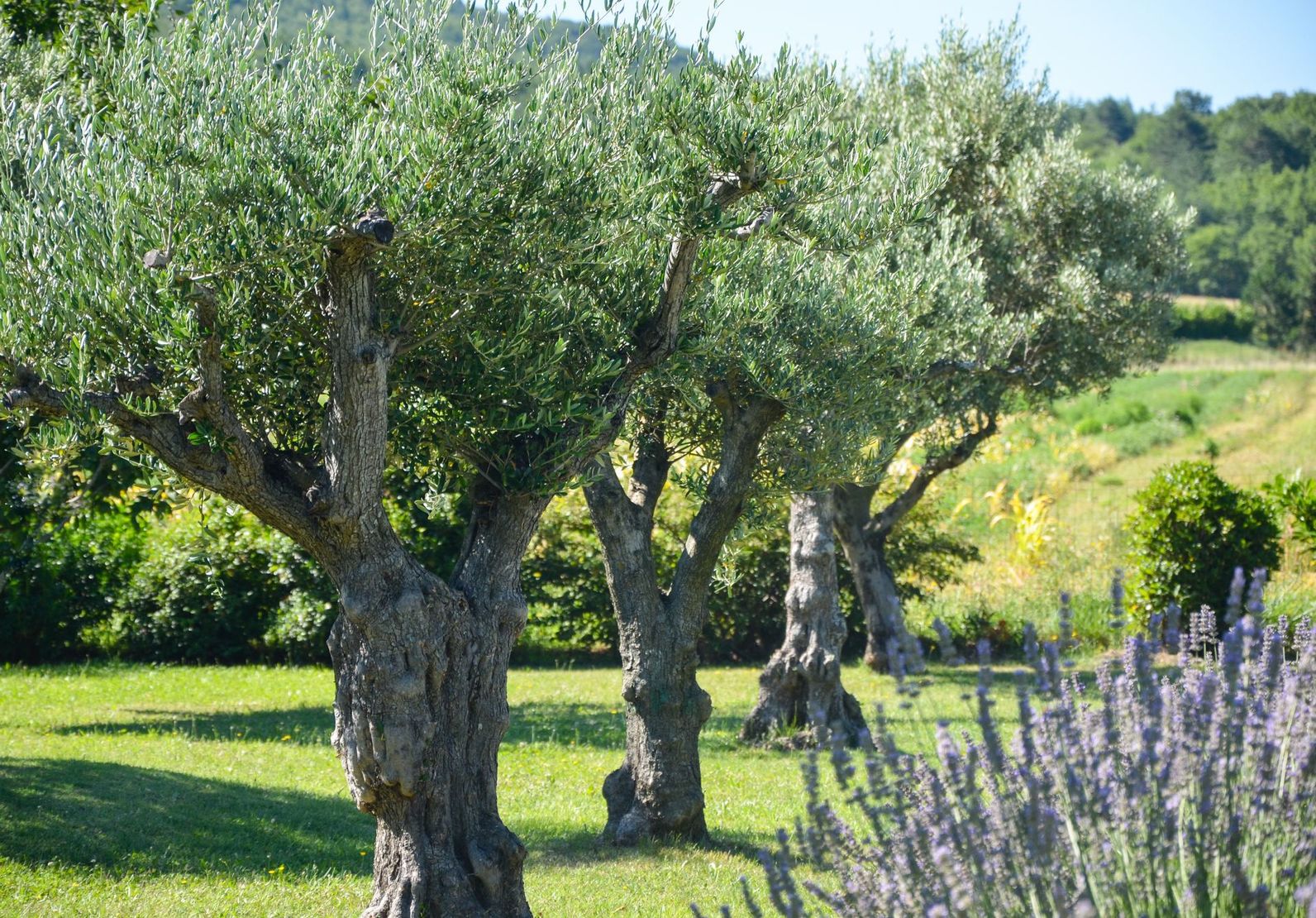Oliviers dans un paysage de Provence