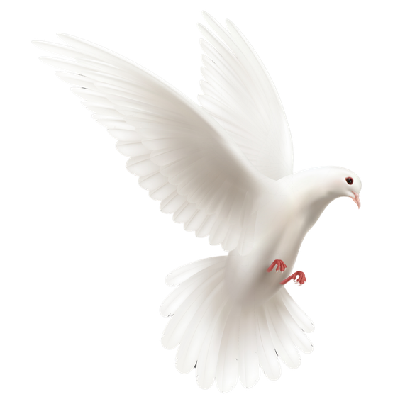 Une colombe