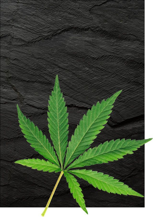 Growshop Krefeld: Vielfalt, die Ihnen weiterhilft