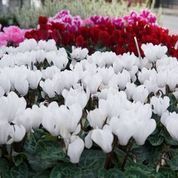 rote und weiße Blumen