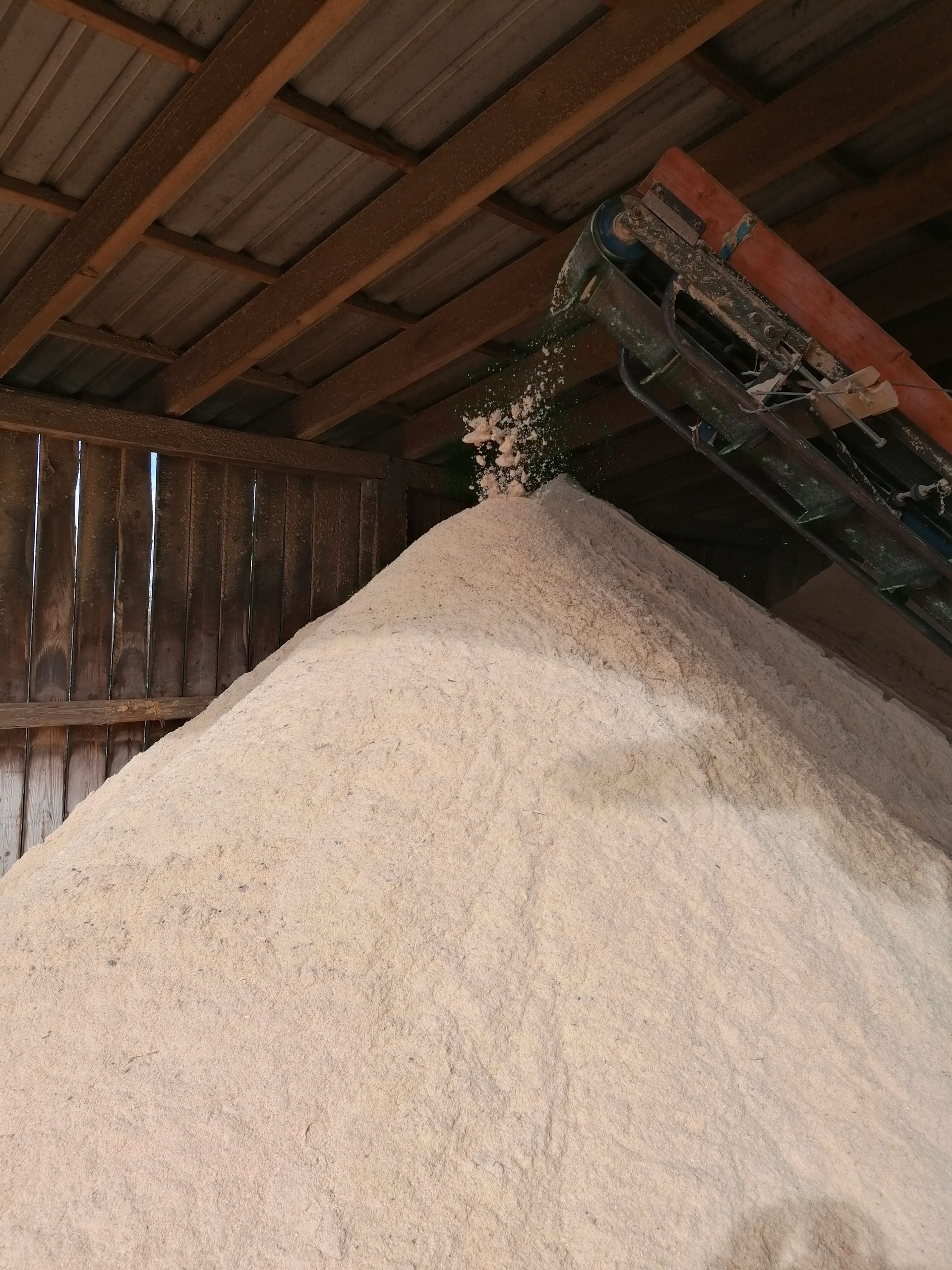 Ein großer Haufen helles Getreide wird von einem Förderband in einer Holzscheune ausgegeben.