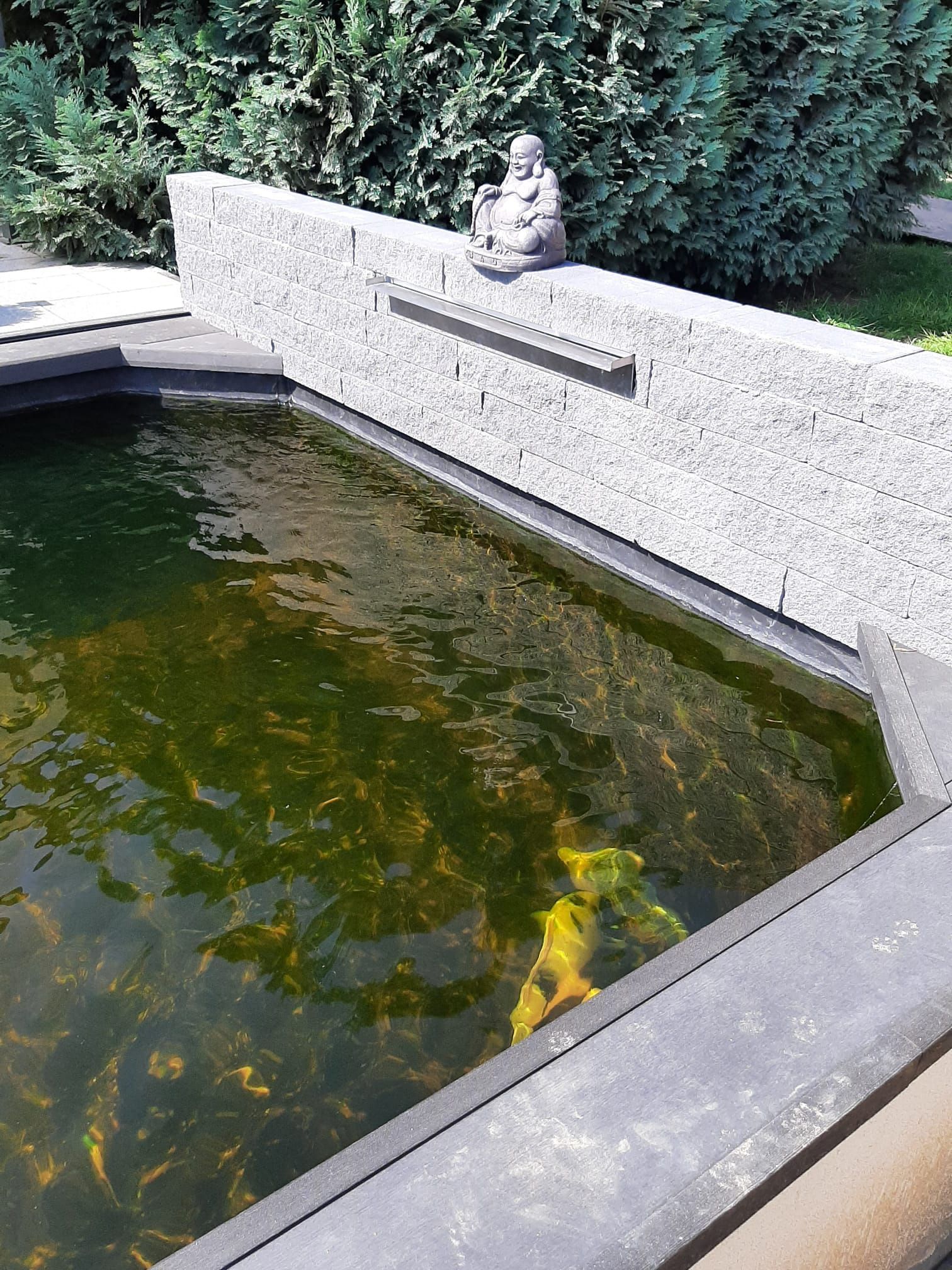 Teich mit hellgrünem Wasser und grauer Steinmauer mit Buddha-Statue.