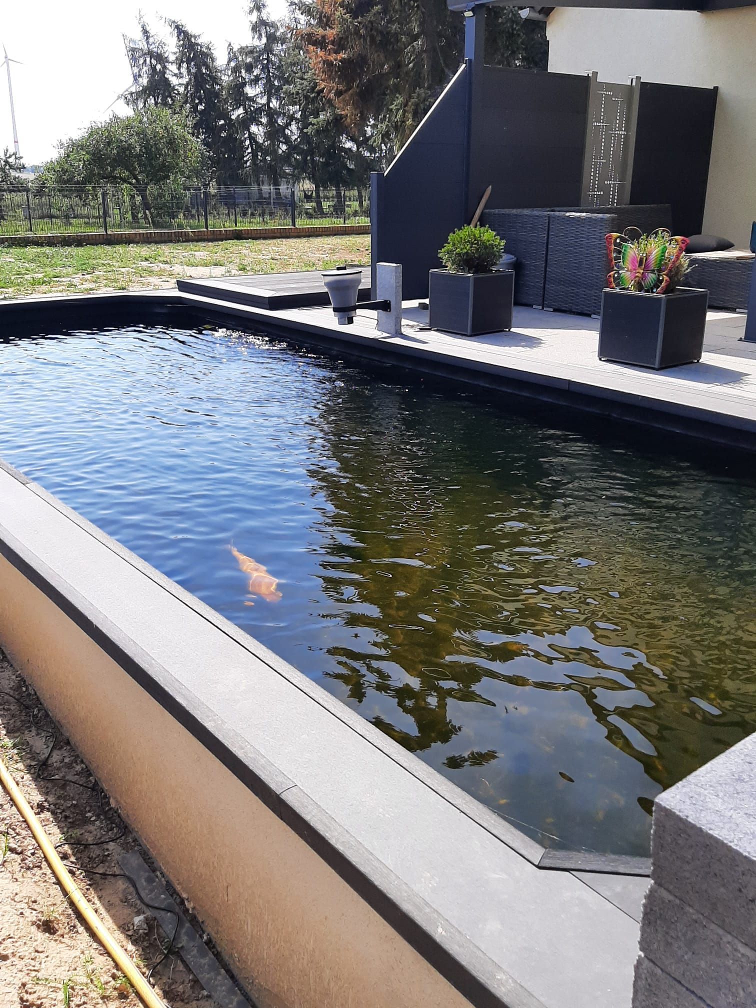 Rechteckiger Teich mit Koi-Fischen, eingefasst von Beton und dekorativen Pflanzgefäßen.