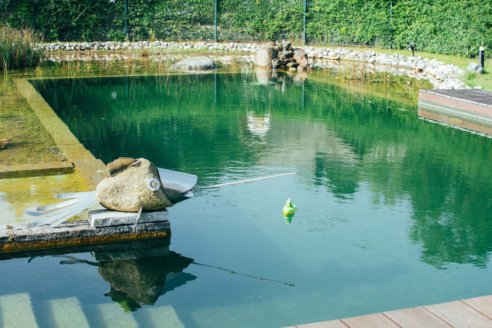 Rechteckiger Teich voller Grünalgen mit Felsrand, Stufen und einer schwimmenden Ente in sonniger Außenumgebung.
