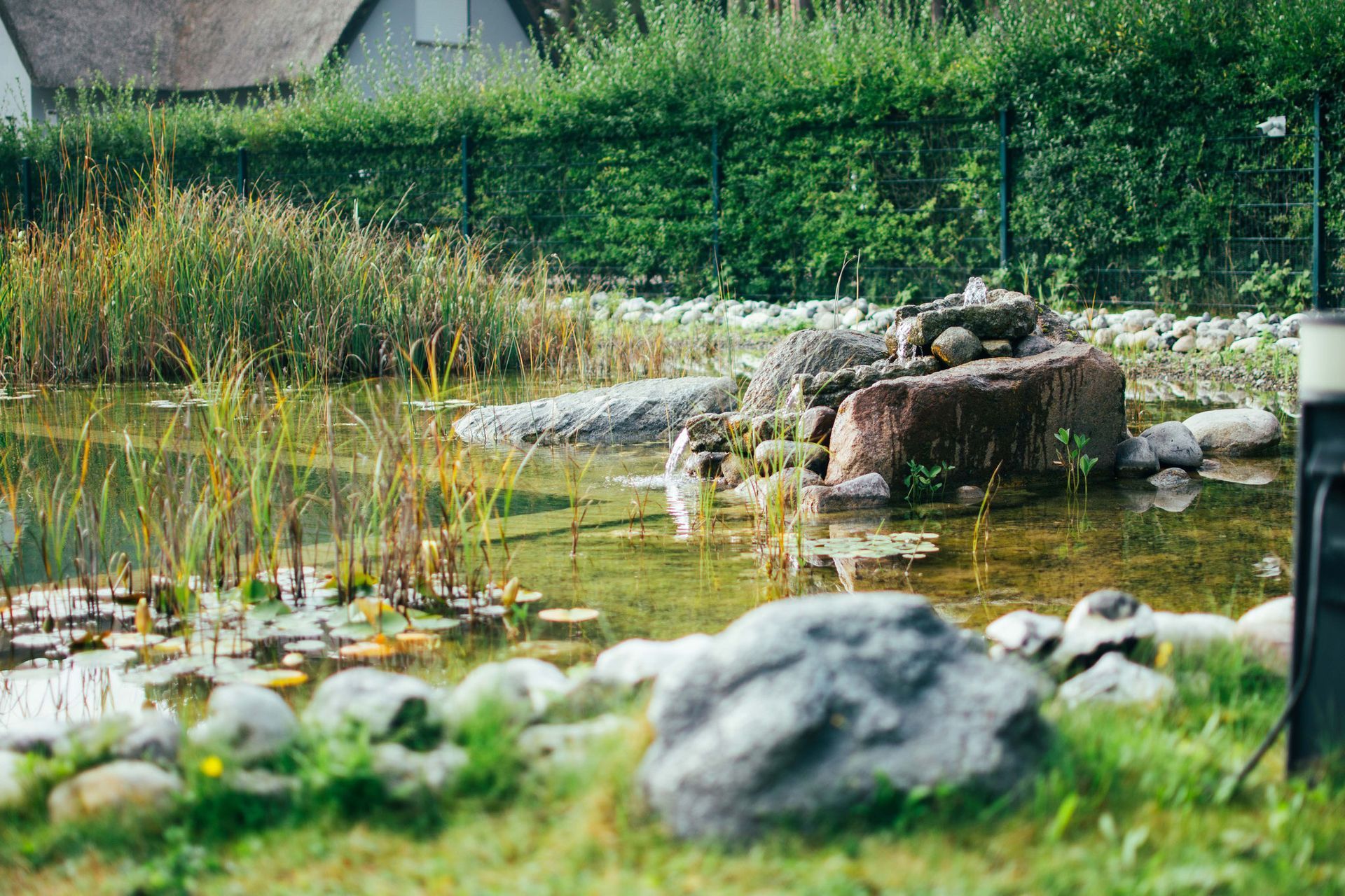 Teich mit Felsen und Pflanzen. Grünes Gras im Vordergrund, grüne Hecke und Haus im Hintergrund.