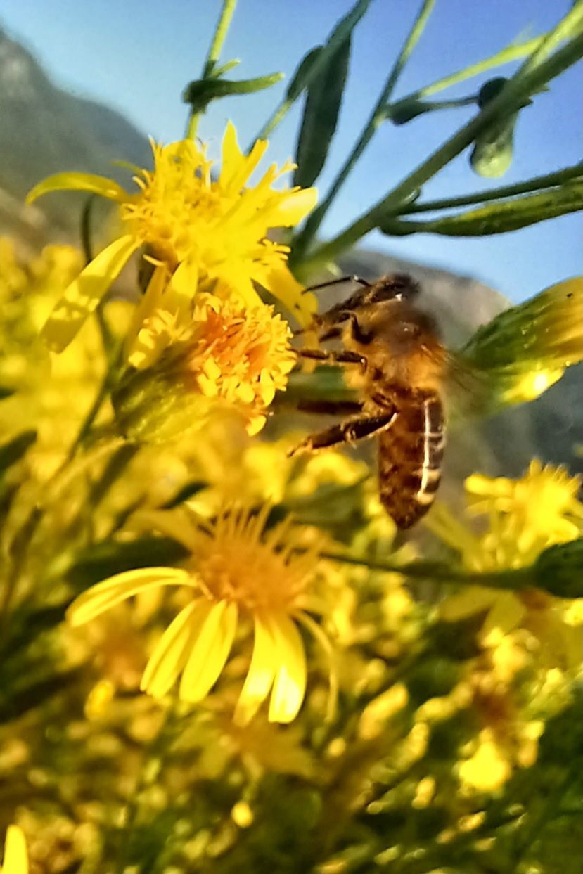 Photo d'une abeille en train de butiner