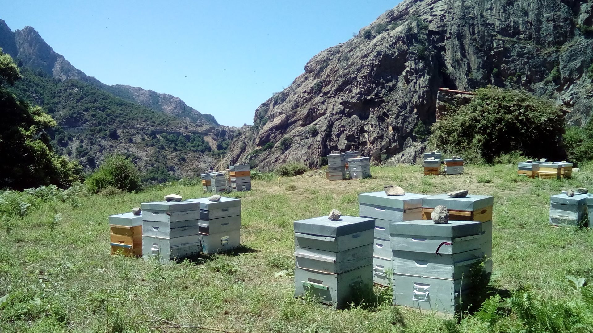 Photo de plusieurs ruches pour abeilles à l'ombre