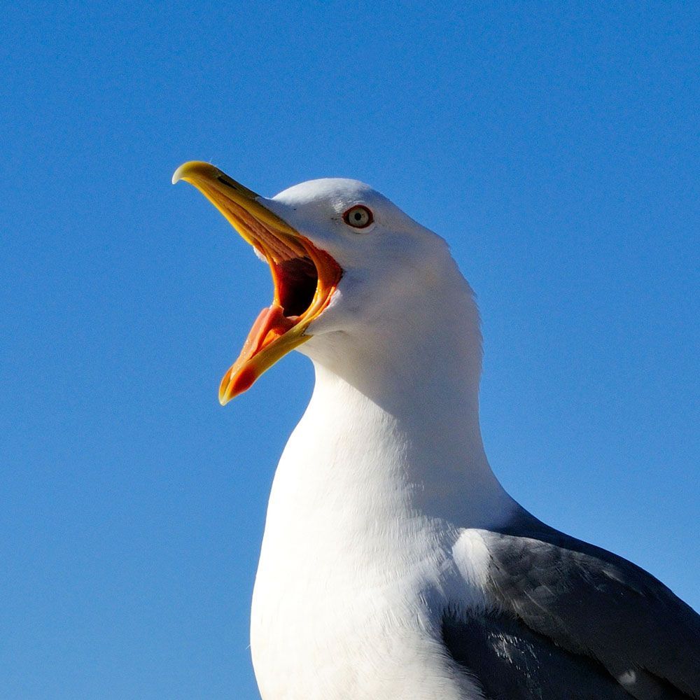 Eine Möwe mit offenem Schnabel vor blauem Himmel