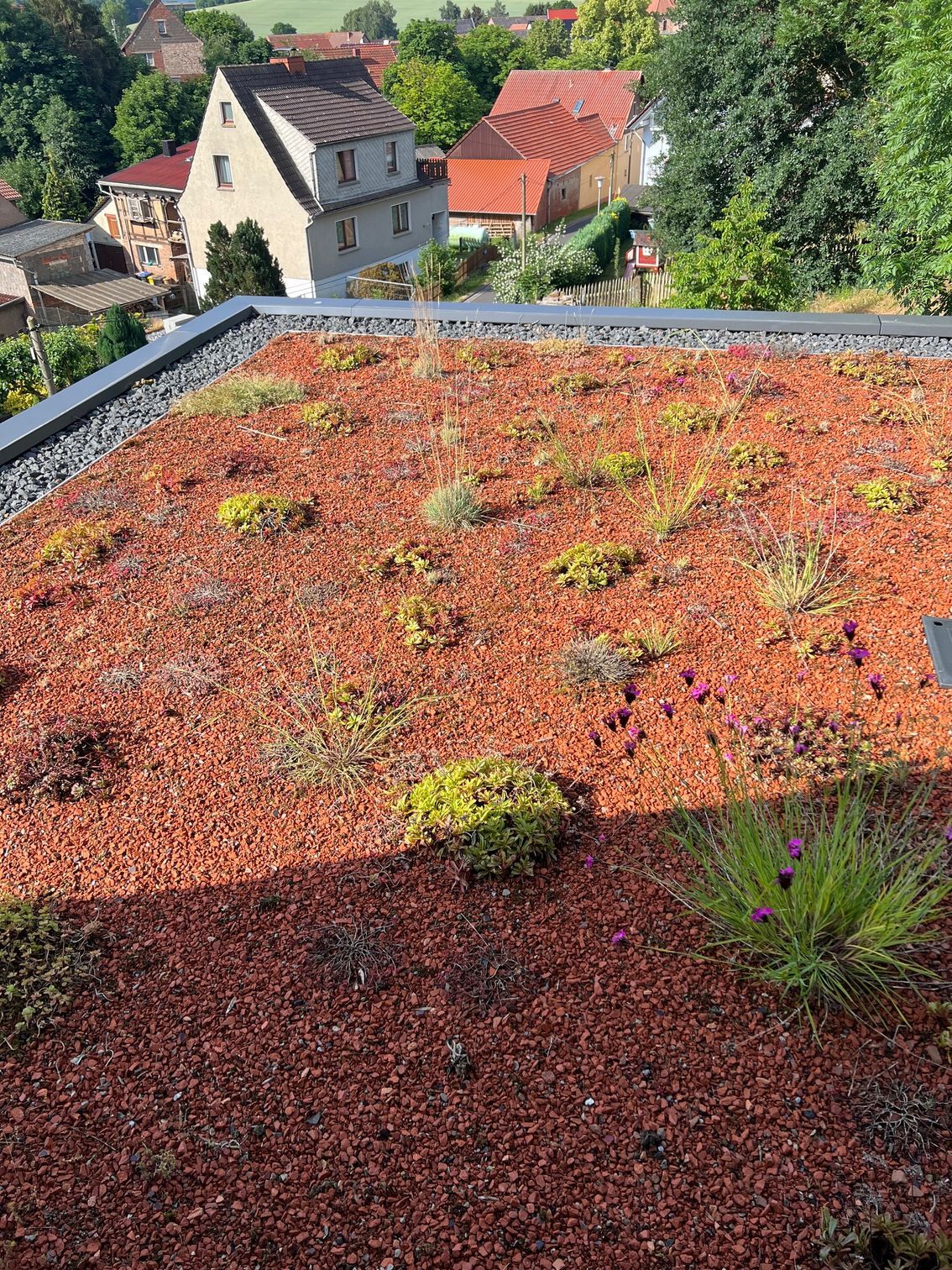 Flachdach mit Bepflanzung