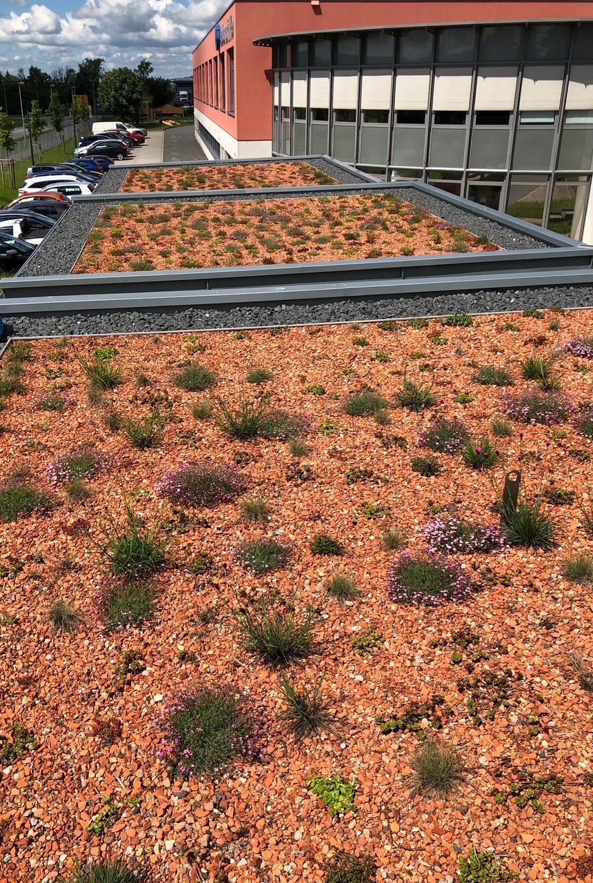 Flachdach mit Bepflanzung