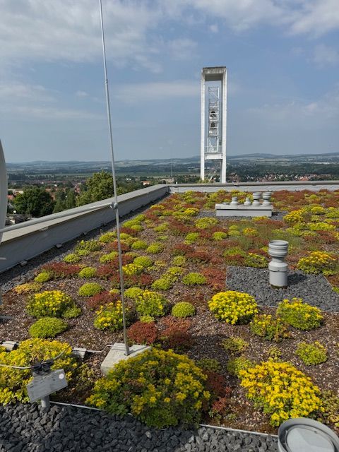 Flachdach mit Bepflanzung