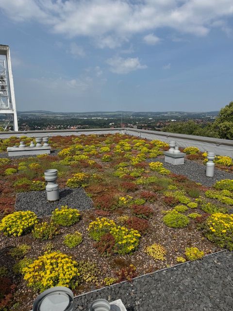 Bild eines Flachdaches mit Bepflanzung