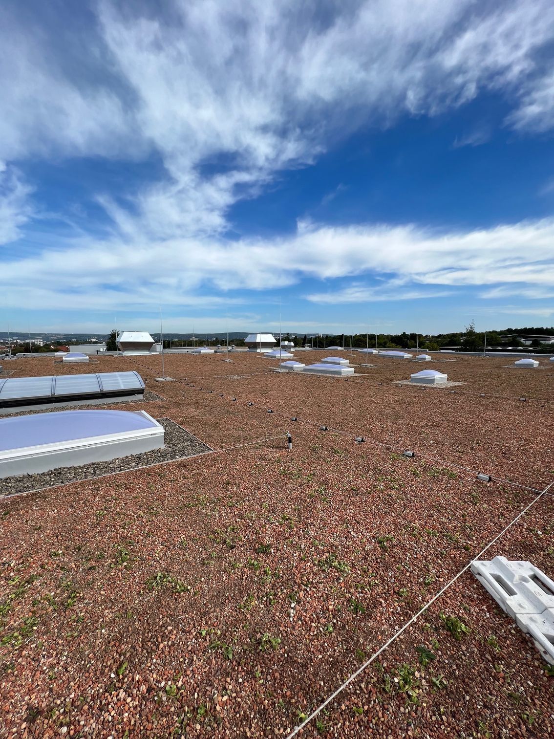 Flachdach mit Bepflanzung