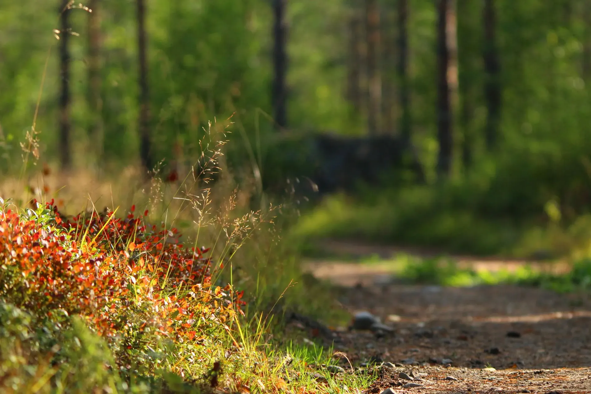 Mustasaaren apteekki