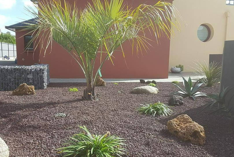 Jardin avec grand palmier à Plabennec