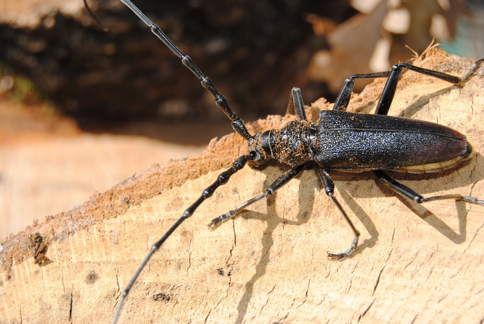Capricorne sur du bois de charpente.