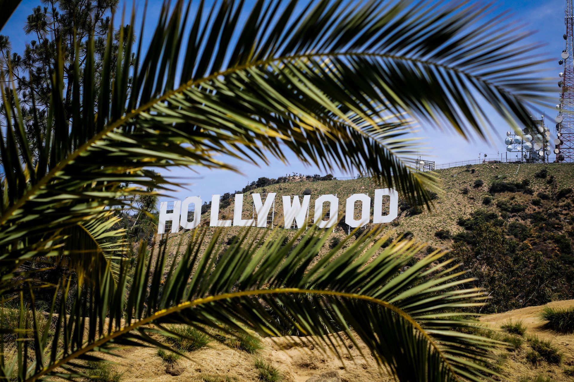 Hollywood sign on a hillside framed by green palm fronds.